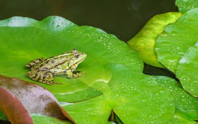 Im Fokus: Das „Boiling-Frog-Syndrom“